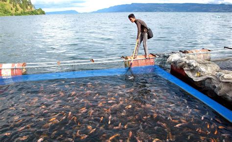 manfaat ekonomi dan budidaya ikan konsumsi